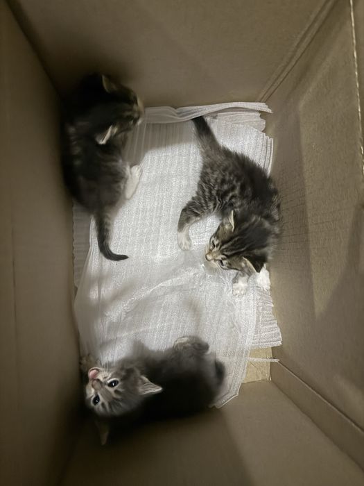 Отдам котят в Алматы