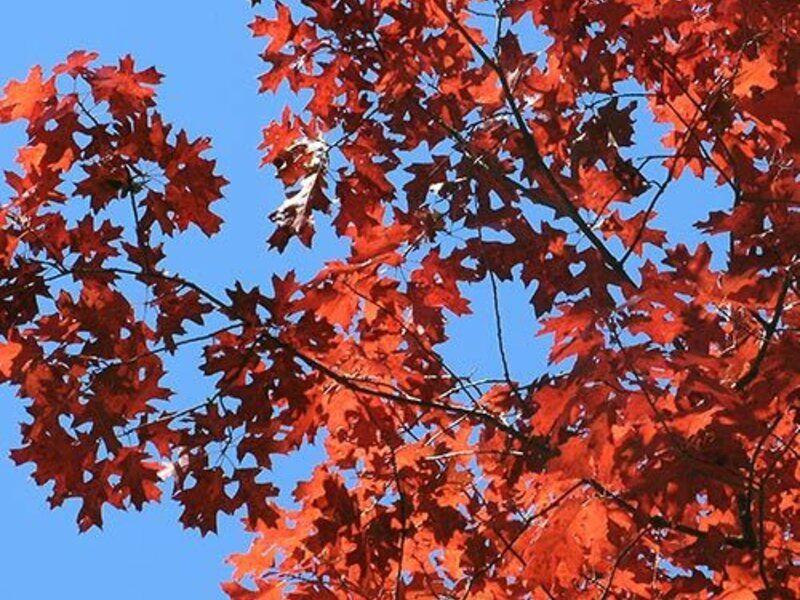 Stejar Rosu American