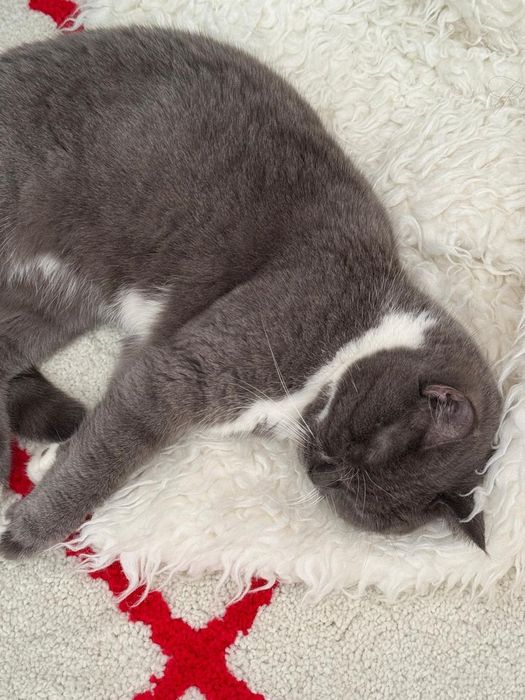 Кошка в добрые руки