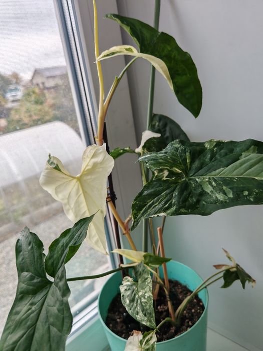 Сингониум Империал вайт