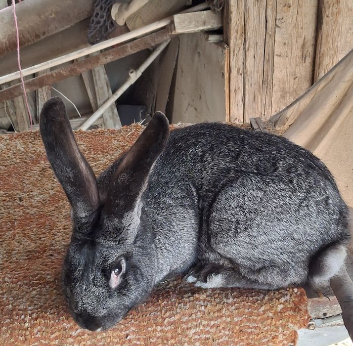 Великан куён сотилади