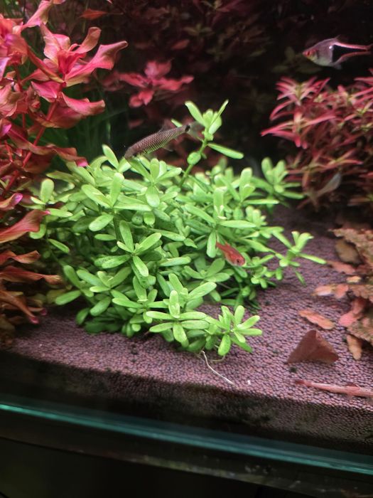 Аквариумные ростения