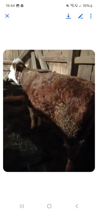 Vând vitea   baltata