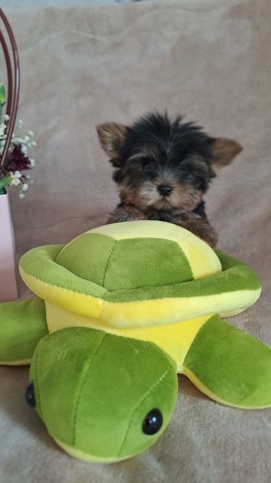 Щенки мини йорки