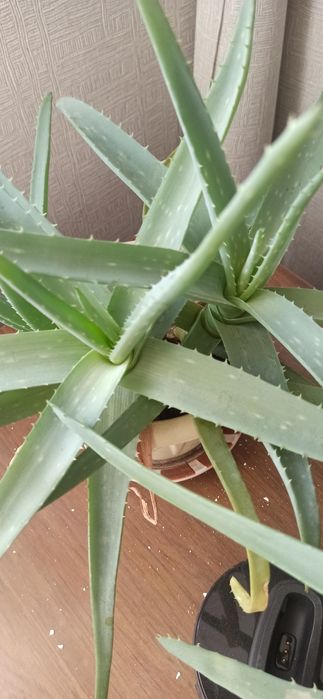 Лечебные алоэ, трёхлетний и более.