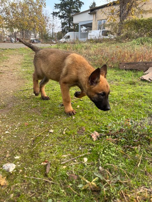 Белгийска Овчарка Малиноа