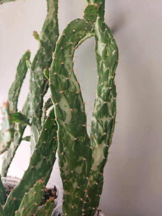 СРОЧНО!!! Продам мраморный кактус