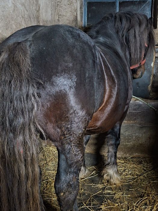 Vand sau schimb armăsar de 5 ani