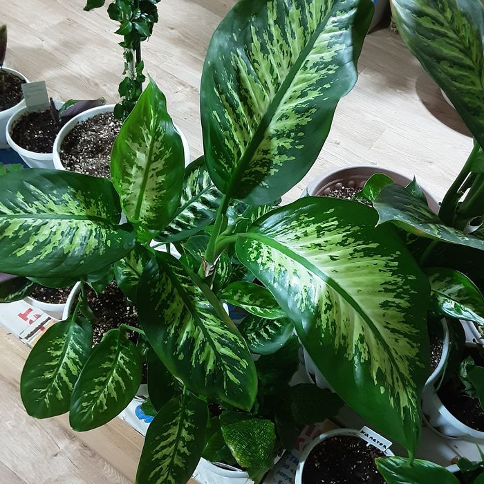 Продам Диффенбахия Амоэна