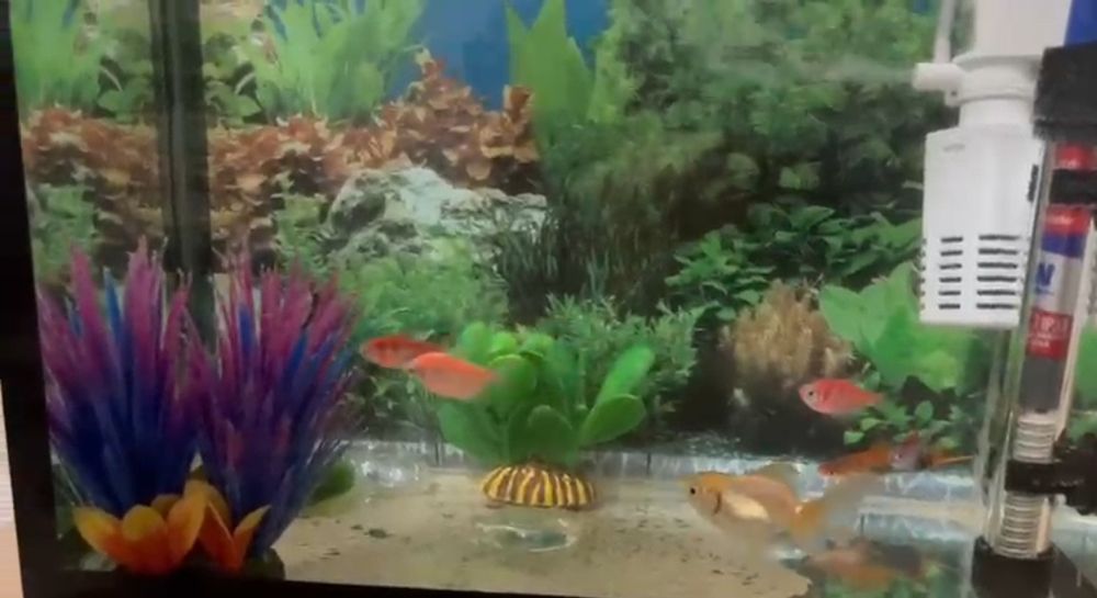 Аквариум с рыбками