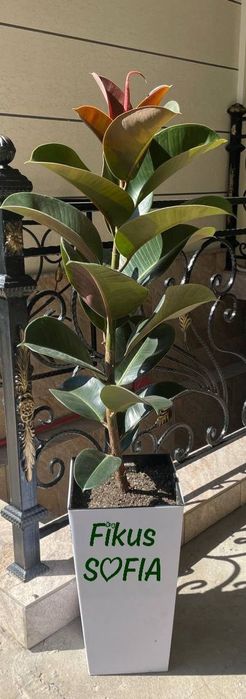 Xona va ofis  gullari