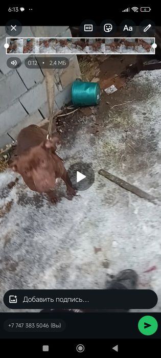 Продам Питбуля сучка