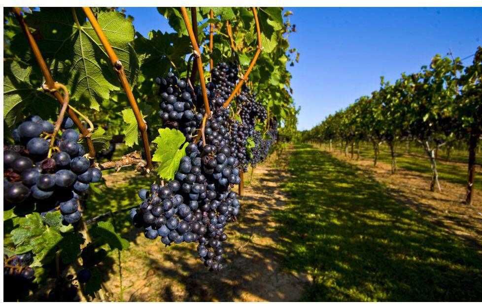 Паркент туманида 104 г. худидда жойлшган узумзор боғи сотилмоқда