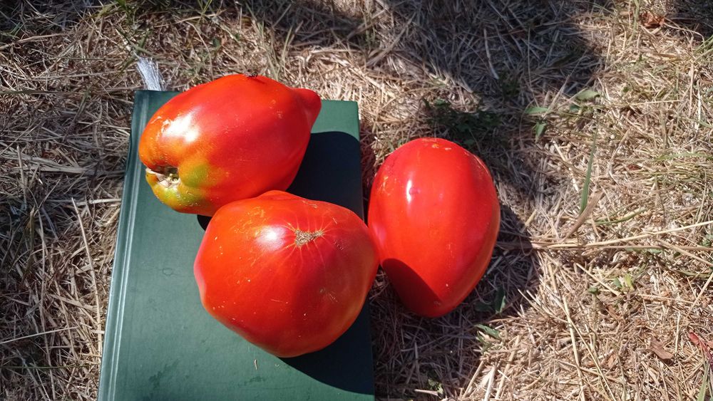 Стари сортове семена