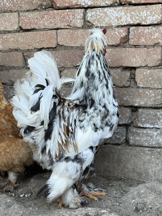 Разплодени яйца от кохинхин