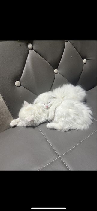 Котенок вислоухий