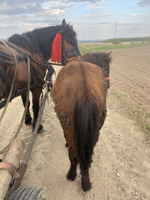 Vand manz de 5 luni mai multe detali la nr de telefon