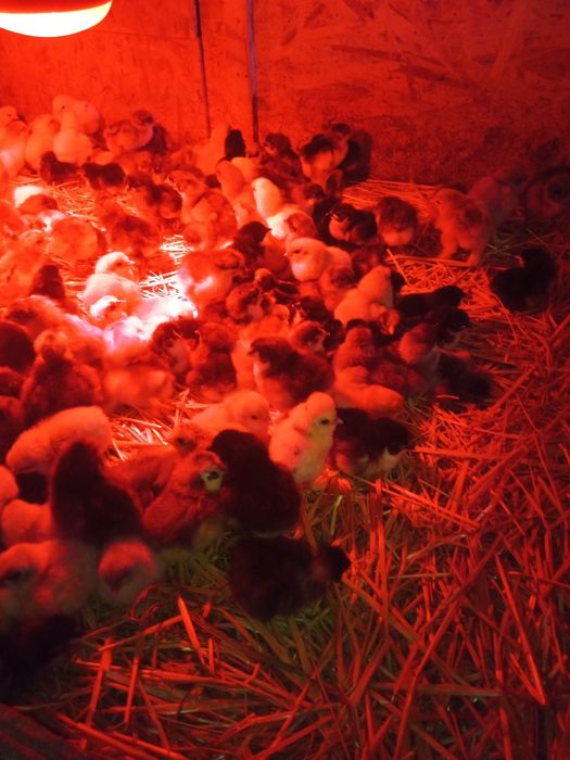 Pui  rasa Australorp