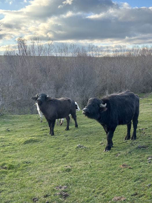 Мъжки биволи