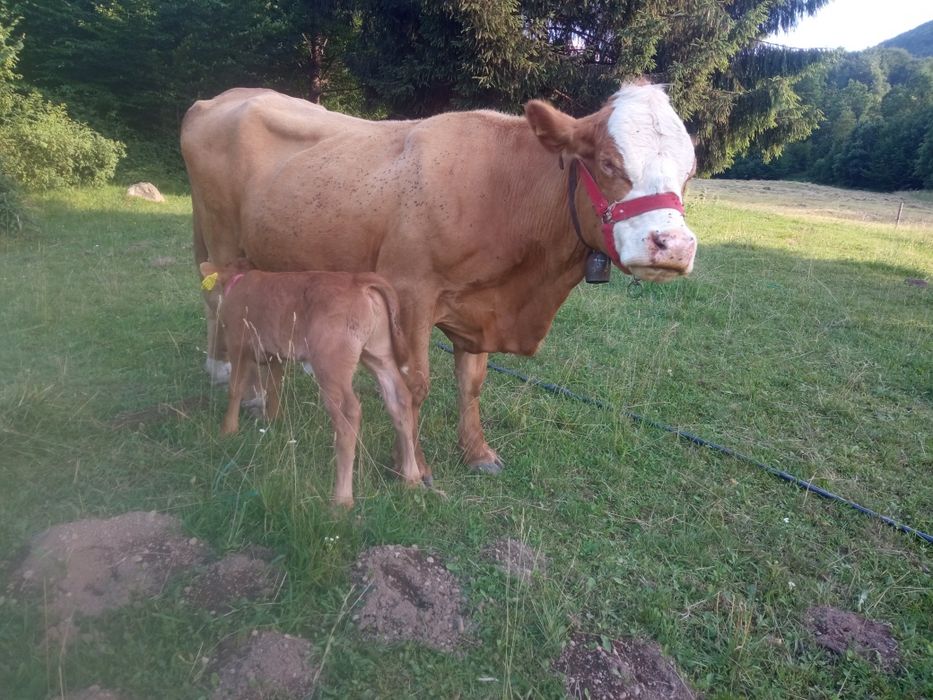 Vaca  cu vițică metiș