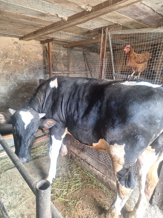 Быки домашние. Крс