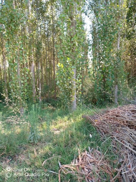 Жомбойда ер участкаси сотилади