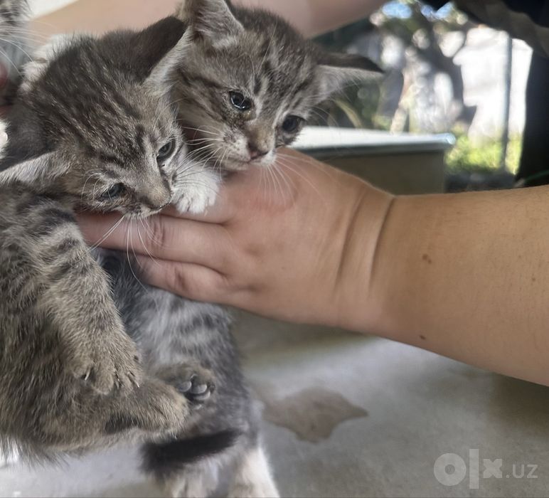 Котята 2,3 месяца