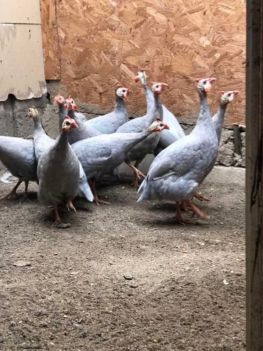 Bibilici Albe sau Albastre – sănătoase și bine crescute