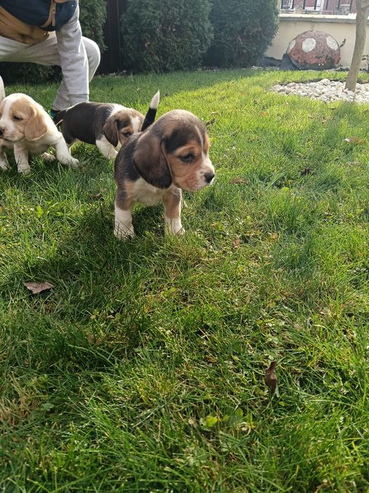 De vânzare miei de rasa