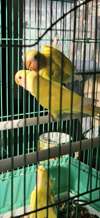 Попугаи неразлучники