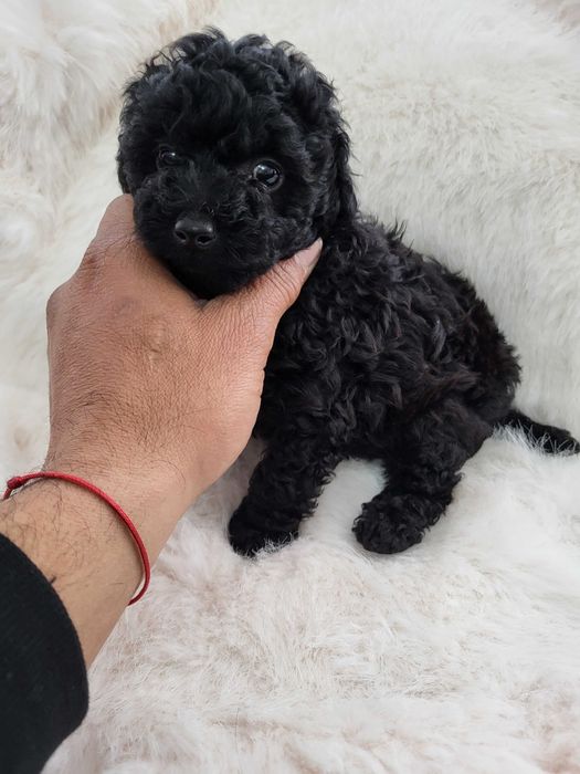 Toy Pudel  женски и мъжки