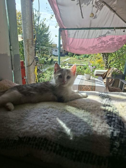 Отдам котят в добрые руки .
