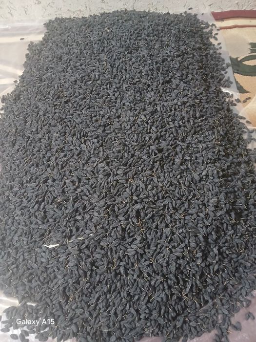 Mayiz Gegant Soyaki Kunaki kanditr har hil turdagi mayizlar katta abyo