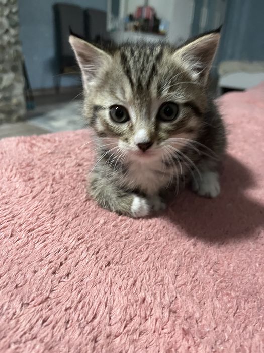 Отдам котят в добрые руки