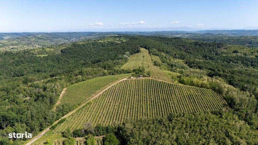 Cramă Premium De Vânzare -60 Ha- Conac Istoric- Podgoria Drăgășani