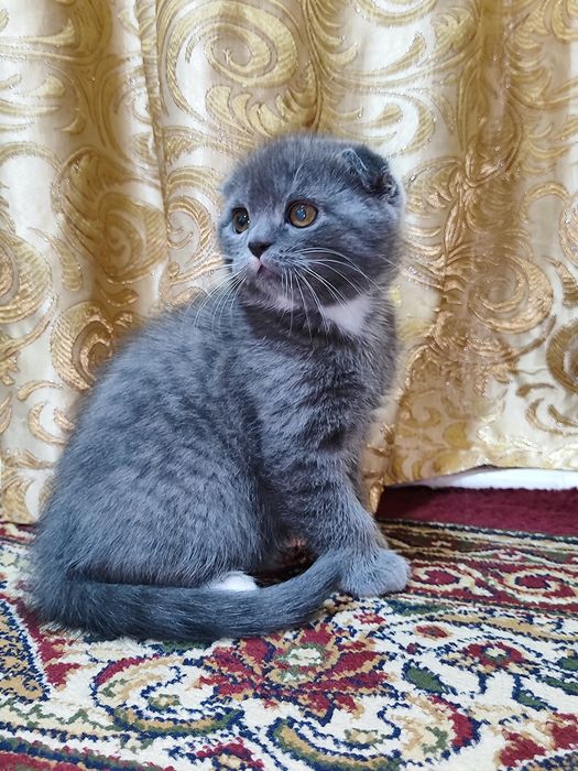 Породистые котятки