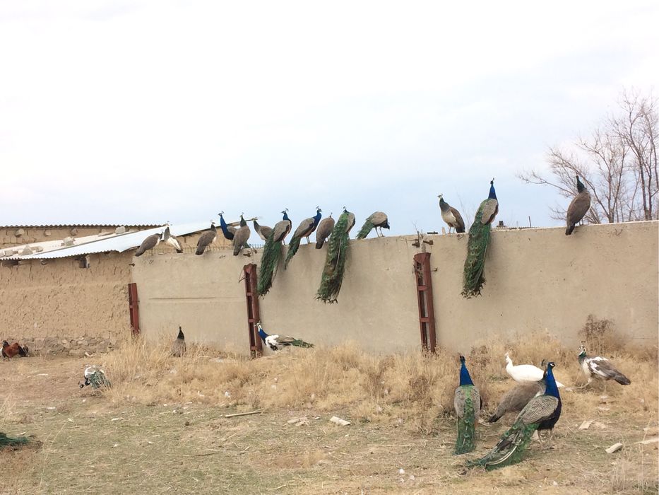 Индиское жар птица Павлины самка самец