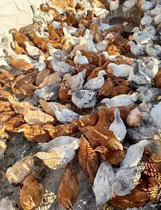 Găini outoare cu livrare gratuita la domiciliul clientului