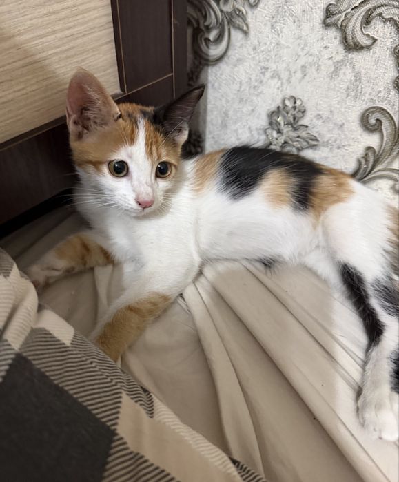 Котенок в добрые руки