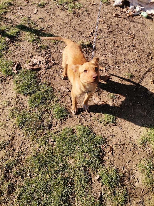 Мики спешно търси дом! Гр. Пловдив