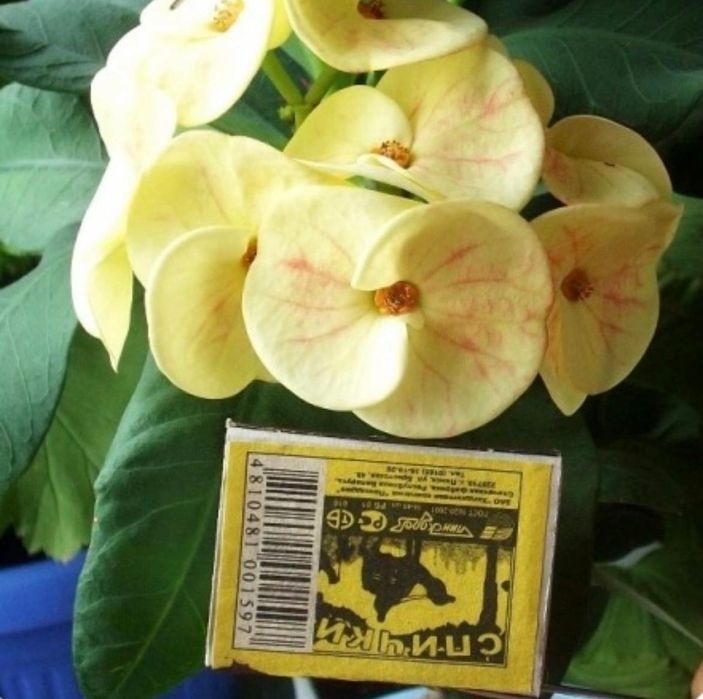 Комнатные растения