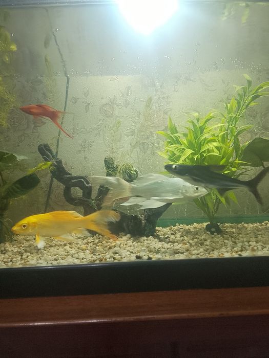 Аквариумный рыбка