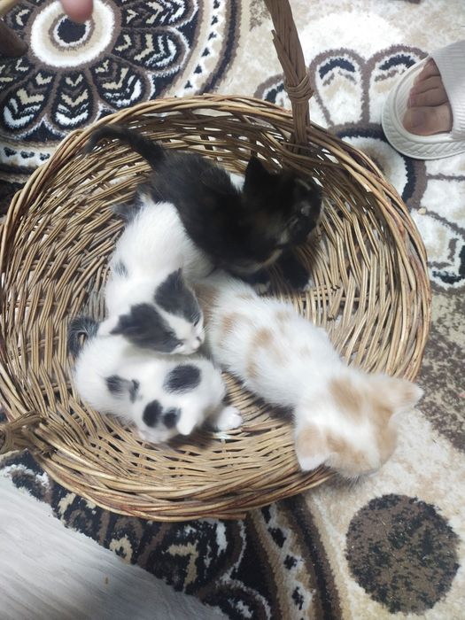 Отдам даром котят в добрые руки