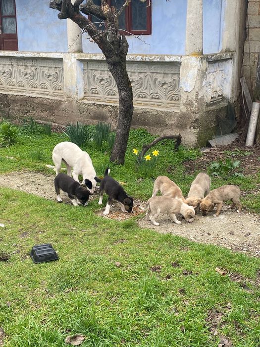 Ofer spre adoptie catei - caini - câini - căței