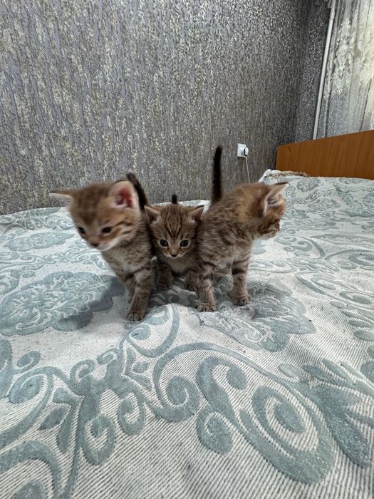Отдам котят в добрые руки