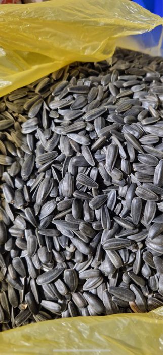 Vand seminte de floarea soarelui