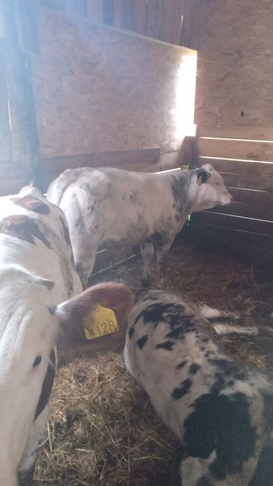 Vând viței 29 lei pe kg