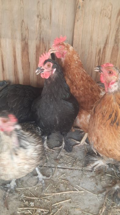 Joydori tovuqlar sotiladi xammasi sog'lom