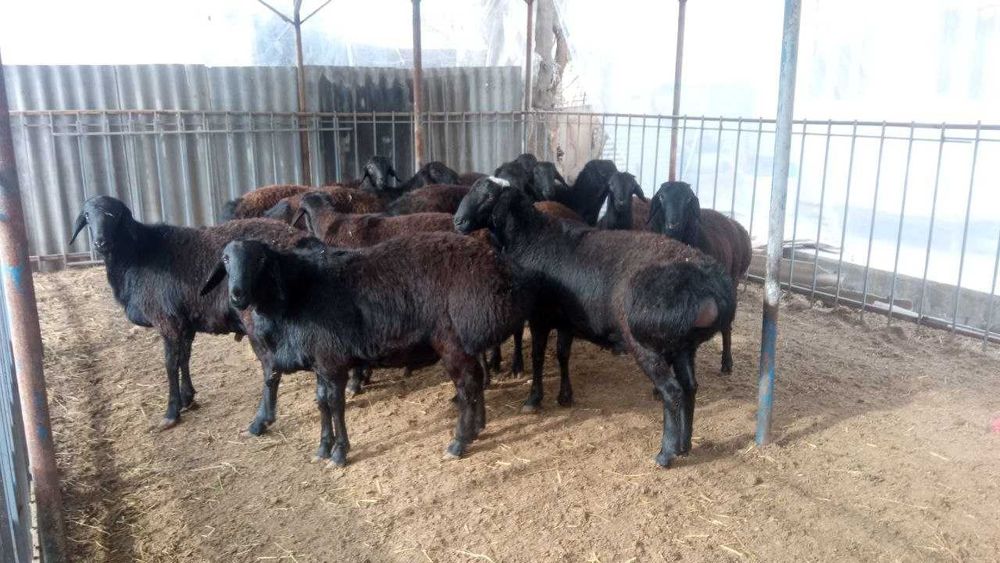 Қўчқор сотилади, боқилган тайёр, зоти хисори