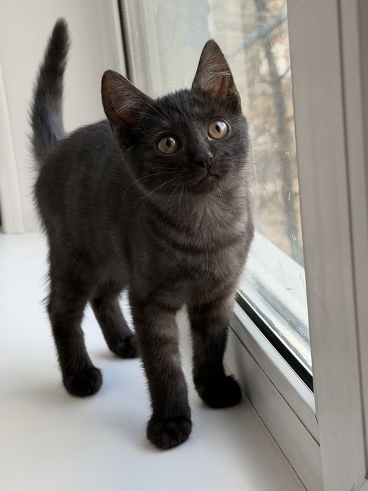 Очаровательные котята в добрые руки!